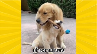 สัตว์เลี้ยงเพื่อนขนปุย : เจ้าหมาแสนซน