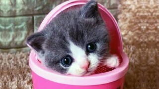 Newborn Kittens in Basket