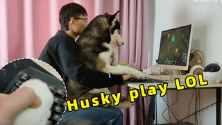 Saat kau bermain game, rekan setimmu mungkin seekor Husky