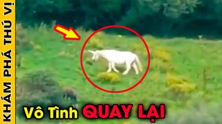 🔥10 Đoạn Video Bằng Chứng Chứng Minh KỲ LÂN Unicorn CÓ THẬT Gây Sốt Toàn Thế Giới | Khám Phá Thú Vị