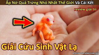 Nhím Cute Review quá trình ấp nở Quả Trứng Nhỏ Nhất Thế Giới và Cái Kết || Review Giải Trí Đời Sống