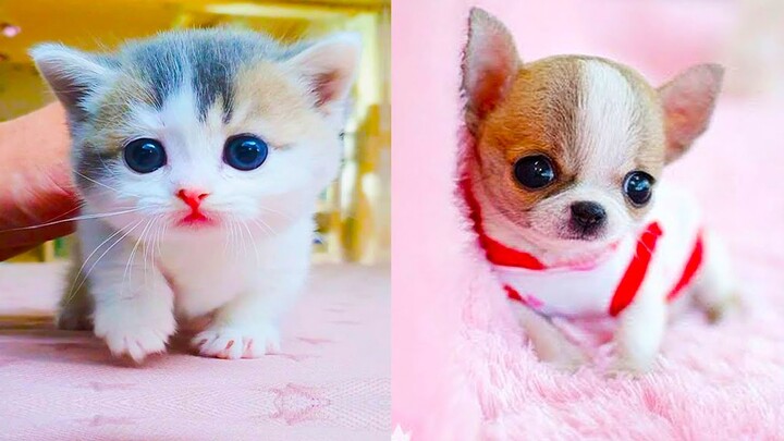 Thú Cưng TV | Mèo Kungfu #8 | mèo thông minh vui nhộn | Pets funny cute smart cat - Bilibili Thú Cưng TV | Mèo Kungfu #8 | mèo thông minh vui nhộn | Pets funny cute smart cat - Bilibili