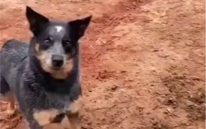 คลองสุเอซต้องการสุนัขตัวนี้อย่างเร่งด่วน