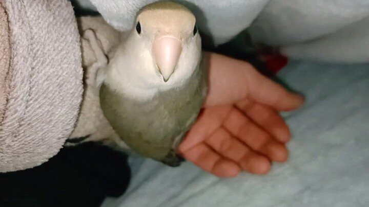 [Animals]The small parrot wants to sleep with its owner