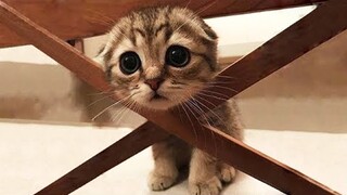 OMG So Cute Cats ♥ Best Funny Cat Videos 2020 #2