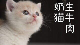 刚满月的小奶猫吃掉一块牛排要多久？