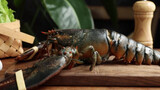 Baked Boston Lobster With Cheese. Can You Resist Its Temptation?