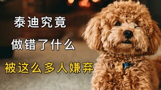 泰迪究竟做错了什么？被这么多人嫌弃