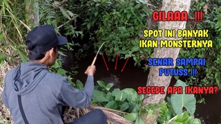 GILA..!! Nemu Sarang NILEM MONSTER... SENAR SAMPAI PUTUS!! GAK KUAATT..!!!