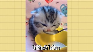 เพื่อนตัวน้อยแสนซน : ไม่รักยังไงไหว