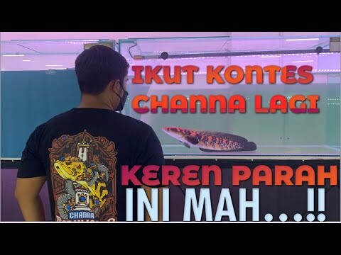 CHANNA KUALITAS TOP DI KONTES CHANNA JOGJA JRC#5
