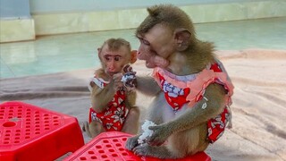 Feeds Sticky Rice!! Tiny Toto & Yaya enjoys eating sticky rice, So Yummy