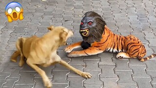 Funny Animal Video 2023😂 Funniest Cat And Dogs Video 😺😍New Funny Pets #35