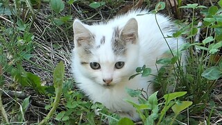 Two kittens don't want to be friends with me