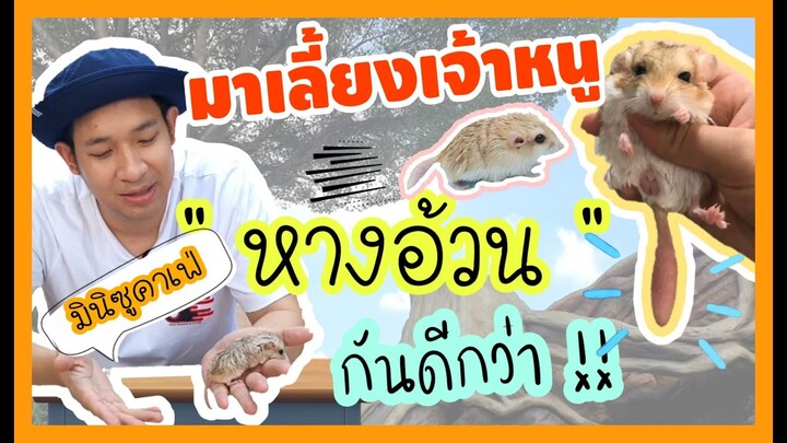 เจ้าหนูหางอ้วน  !!!!  แห่งทะเลทราย( Fat-tail gerbil ) Minizoo cafe EP.3