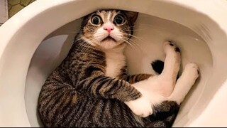 Funny CATS that’ll make you laugh - Funny Cat Videos