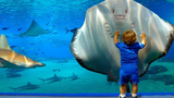 เด็กตลกที่พิพิธภัณฑ์สัตว์น้ำ - Baby Shark Doo Doo สัตว์เลี้ยงแสนสนุกในชีวิต 🐯🐶