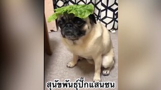 เพื่อนตัวน้อย สัตว์เลี้ยงแสนซน : สุนัขพันธุ์ปั๊กแสนซน