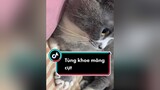 Mấy cô chú thấy Tùng biết nghe lời không nè cat catsoftiktok pet mèo tungchanngan xuhuong fypシ