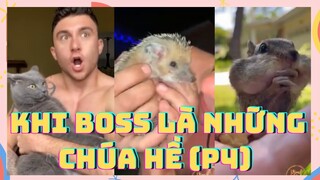 Khi Boss là những chúa hề (P4) - Tiktok chó mèo hài hước nhất | Viral Tiktok