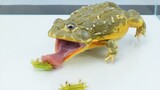 [Thức ăn]Ăn ếch yêu tinh Châu Phi