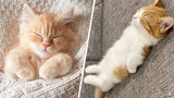 Cute Pet Animals That Want To Take a Nap!