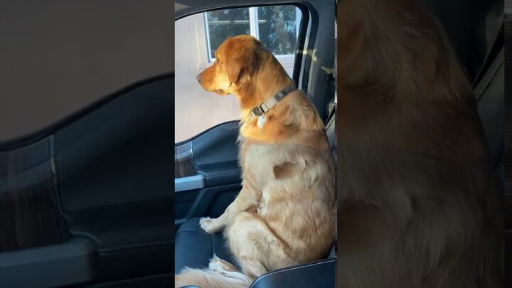 Dog looks betrayed when he realizes he's at the Vet.