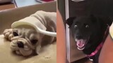 Những chú chó hài hước nhất thế giới | Yêu Pets