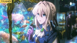 [Violet Evergarden] Xin lỗi anh yêu em