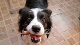 First time for Boder Collie to eat BBQ