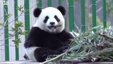 Panda Haoyue yang mukanya semakin membulat