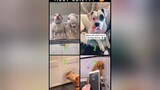 Which 🐕 looks the most guilty? DONT FORGET TO FOLLOW ME 😎 naughtydog naughtypet guiltydogs guiltypets cutedoggy viral tiktok fyp foryou fypagetiktok dogsoftikok trending dogs