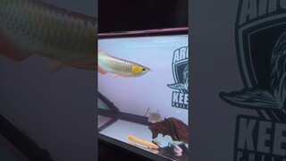 Super Red Arowana vs Shrimp