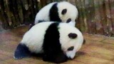 Panda He Hua Mencoba Menari Namun Membangunkan Saudaranya