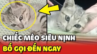 Chú mèo con SIÊU NỊNH BỐ khiến dân tình chỉ biết AO ƯỚC 😍 | Yêu Lu