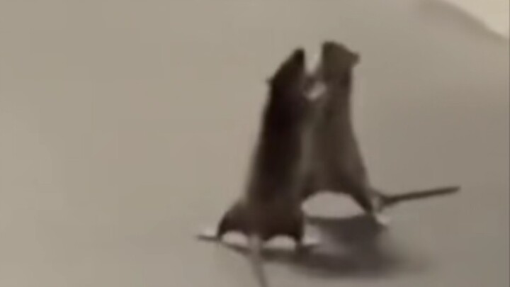 Dua ekor tikus berdiri tegak dan saling berkelahi, sedangkan si kucing menyaksikan dengan nafas tert