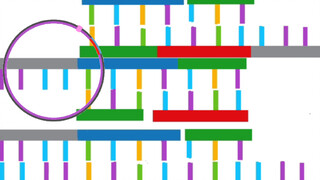 【Animation】High school students' plasmid recombination/forward and reverse PCR technology demonstrat