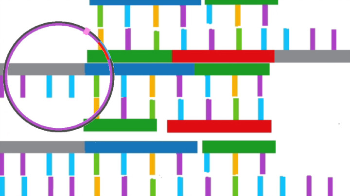 【Animation】High school students' plasmid recombination/forward and reverse PCR technology demonstrat