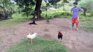 Last sparring bago bumalik ng Manila. (AEJ vs A&A boston white)