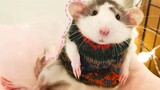 [Mèo cưng] Fancy Rat có thể ngoan đến mức nào?