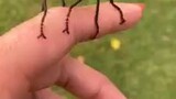 Mosquito in Oklahoma