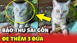 BÁO THỦ Sài Gòn bị đưa về quê và kết quả đẻ ra thêm 3 BÁO CON 😂 | Yêu Lu