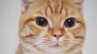 video kucing lucu #hidung kembang kempis🤭😽
