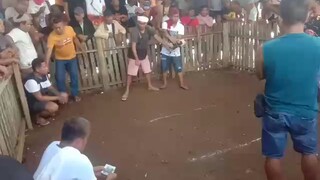 second fight