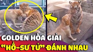 Chú Golden LIỀU MÌNH ngăn cản cuộc hỗn chiến giữa HỔ VÀ SƯ TỬ bằng cách không thể ngờ 😅 | Gâu Đần