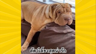 สัตว์เลี้ยงเพื่อนขนปุย : สัตว์เลี้ยงสุดน่ารัก