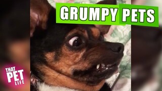 Grumpy Pets 😾🙅🏻‍♂️ | Funny Animal Compilation