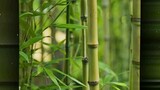 nezuko cwan bambu nya lepasss