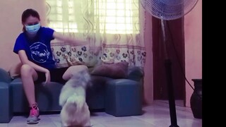 Thea and Bebe happy the shih Tzu- Friends na sila