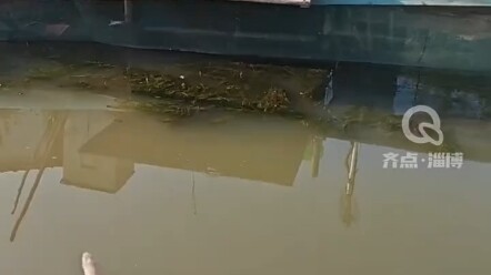 听到主人召唤，两只猫咪神同步一跃而起